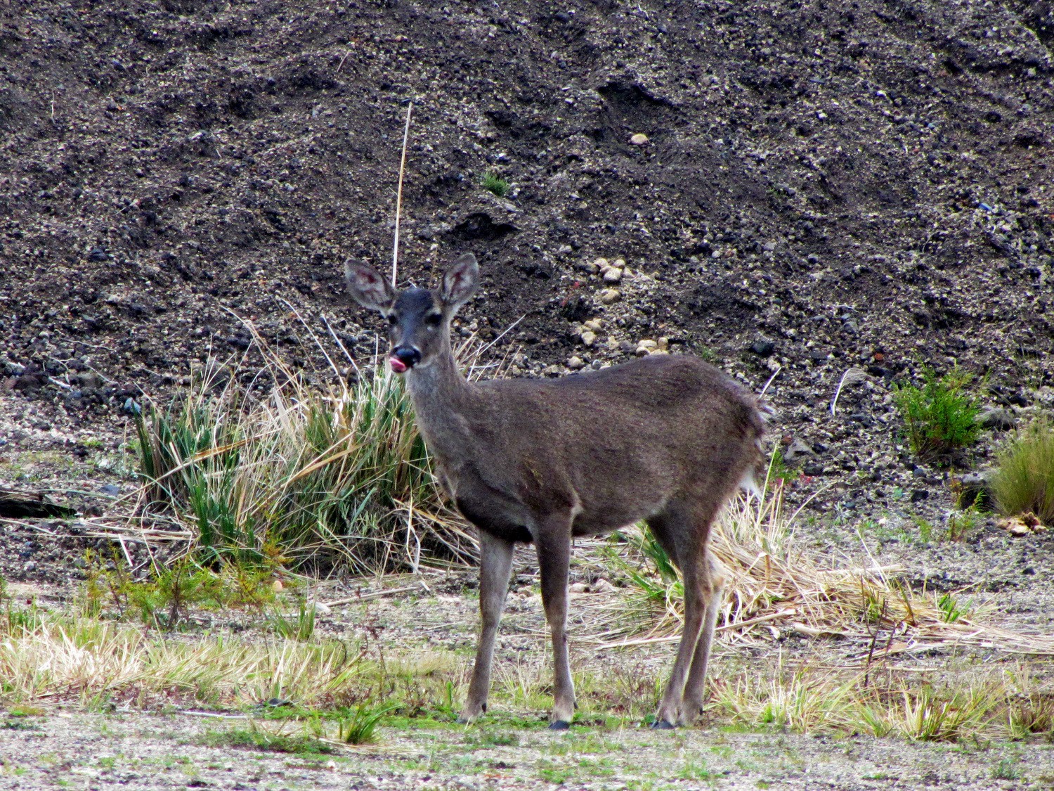 Deer in the Cotopaxi National Park
